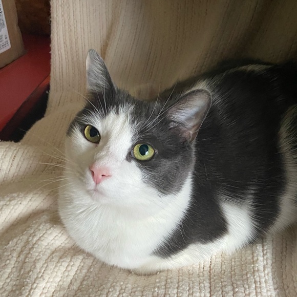 Meet your Posher, Ioana - Picture 1 of 1